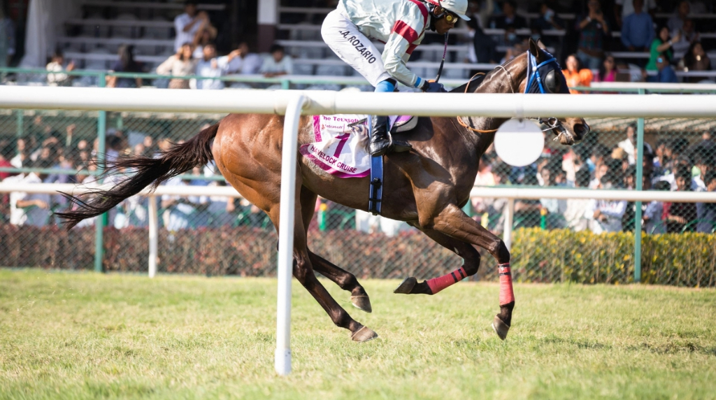 A Jockey and Horse During a Horse Race