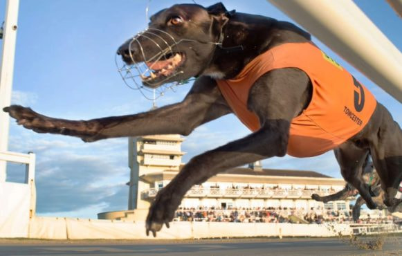 Opening Bend Action at Towcester Racecourse.