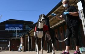 A Greyhound is Prepared for Racing at Perry Barr Greyhound Stadium