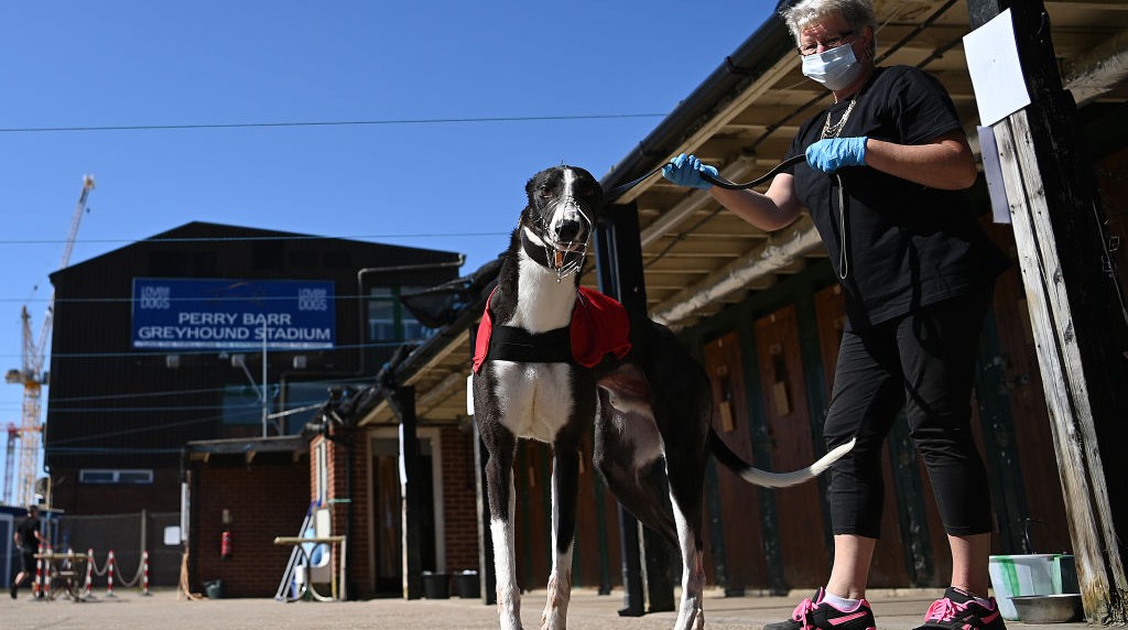 A Greyhound is Prepared for Racing at Perry Barr Greyhound Stadium