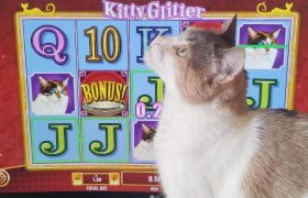 Our Ranking of the Top 5 Online Slots with Cats in September 2025