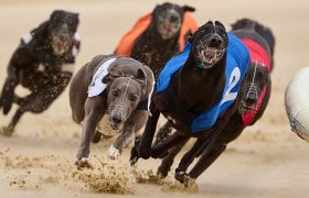 Greyhounds Racing at an Afternoon Meeting.