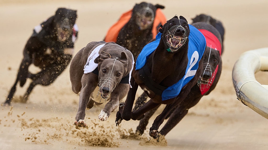 Greyhounds Racing at an Afternoon Meeting.