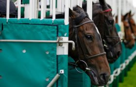 Horses Еmerge from the Starting Stalls During an English Horse Race