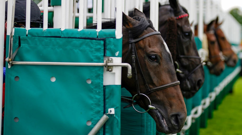Horses Еmerge from the Starting Stalls During an English Horse Race
