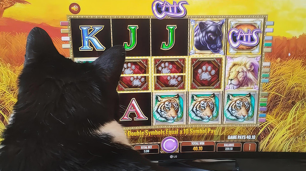 Screenshot from the Cats online slot by IGT 