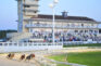 Greyhound Racing Is Preparing for Its Centennial Celebration