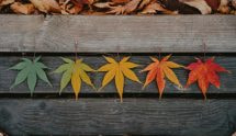 Different Coloured Leaves on a Bench