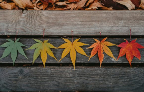 Different Coloured Leaves on a Bench