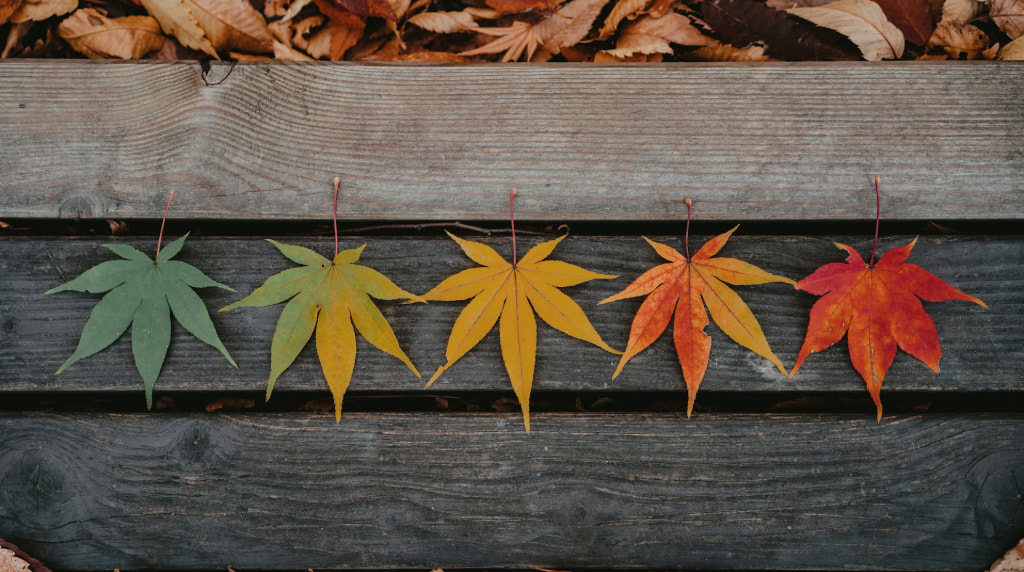 Different Coloured Leaves on a Bench