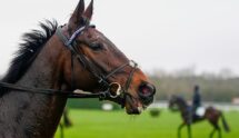 Kopek Des Bordes at Cheltenham Racecourse Ahead of the 2026 Festival.
