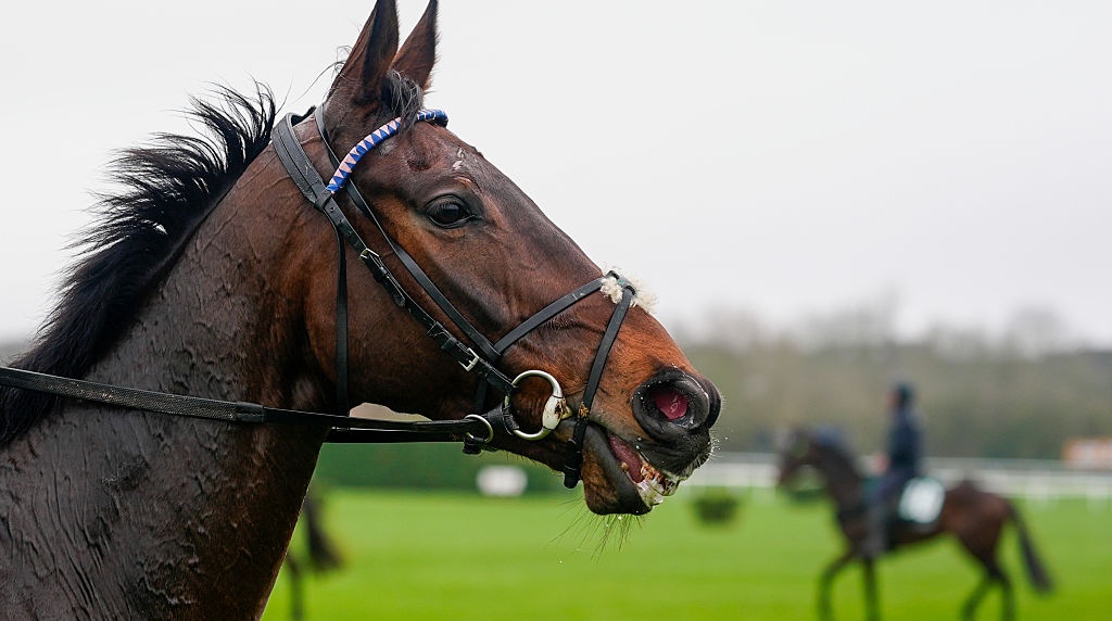 Kopek Des Bordes at Cheltenham Racecourse Ahead of the 2026 Festival.