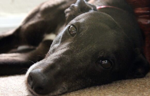 A Retired Greyhound Relaxes on His Owner's Floor.