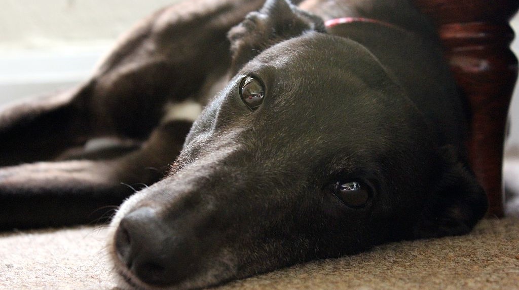 A Retired Greyhound Relaxes on His Owner's Floor.
