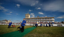 Greyhounds Set Out on Parade Before the Towcester Grandstand.