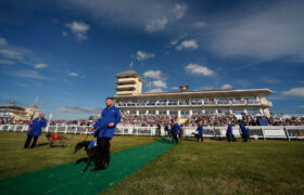 Greyhounds Set Out on Parade Before the Towcester Grandstand.