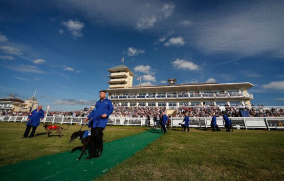 Greyhounds Set Out on Parade Before the Towcester Grandstand.