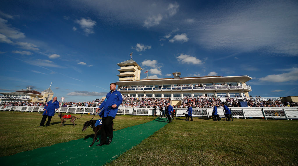 Greyhounds Set Out on Parade Before the Towcester Grandstand.