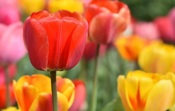 Vårblommor och färgglada tulpaner