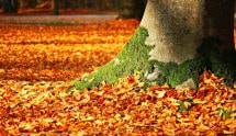 Leaves by a tree in Autumn.