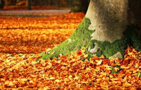 Leaves by a tree in Autumn.