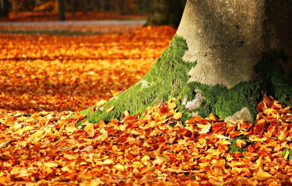 Leaves by a tree in Autumn.