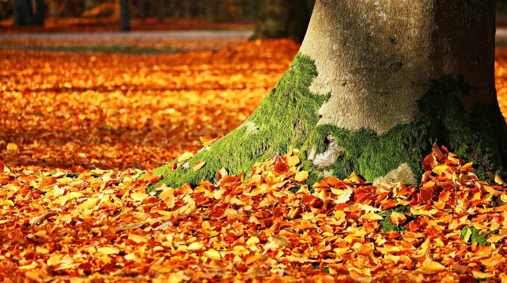 Leaves by a tree in Autumn.