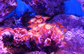 Coralli luminosi tra rocce e fondale blu
