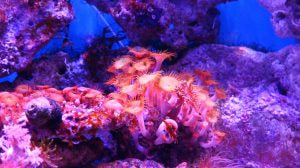 Coralli luminosi tra rocce e fondale blu