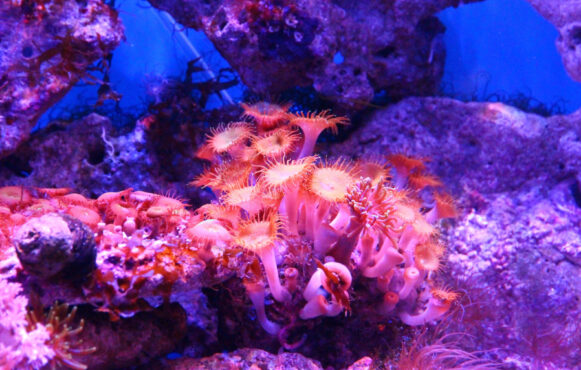 Coralli luminosi tra rocce e fondale blu