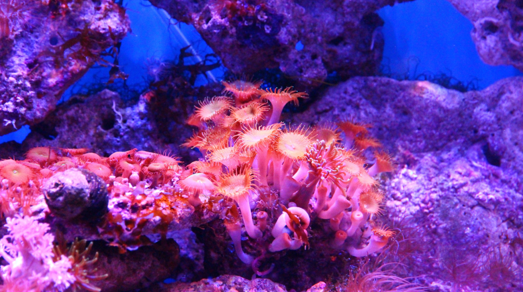 Coralli luminosi tra rocce e fondale blu
