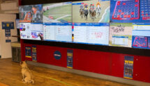 A Dog Sits Alone in a Betting Shop