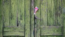 Vecchia porta verde in legno scrostato con volantino nella fessura