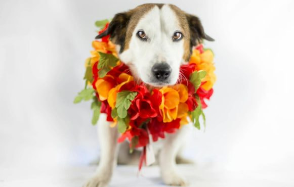 Grappige hond met een bloemenkrans om zijn nek