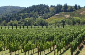 California grape vines strewn over a hillside and valley