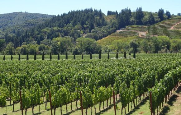 California grape vines strewn over a hillside and valley